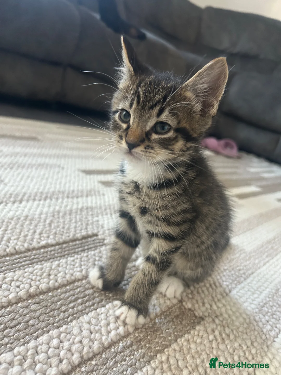 Mixed Breed cats for sale: Beautiful Mixed breed kittens for sale - Advert 1