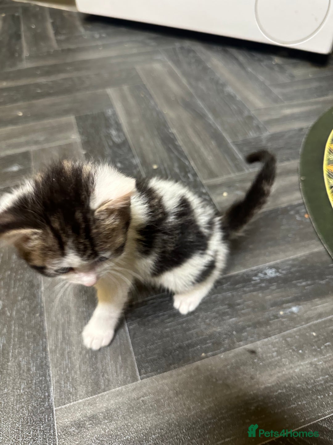 British Longhair cats for sale: Beautiful & playful kittens ready for new home - Image 9