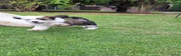 Chinese Crested dogs for sale: Chinese crested powder puffs - Advert 1