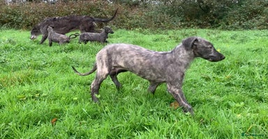 Deerhound dogs - Advert 6