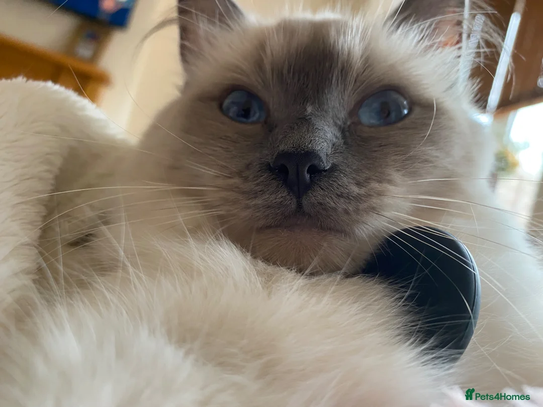 Ragdoll cats for sale: Eliza - Advert 4