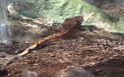 Gecko reptiles for sale: Baby Crested Geckos  - Image 1