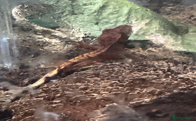 Gecko reptiles - Advert 1