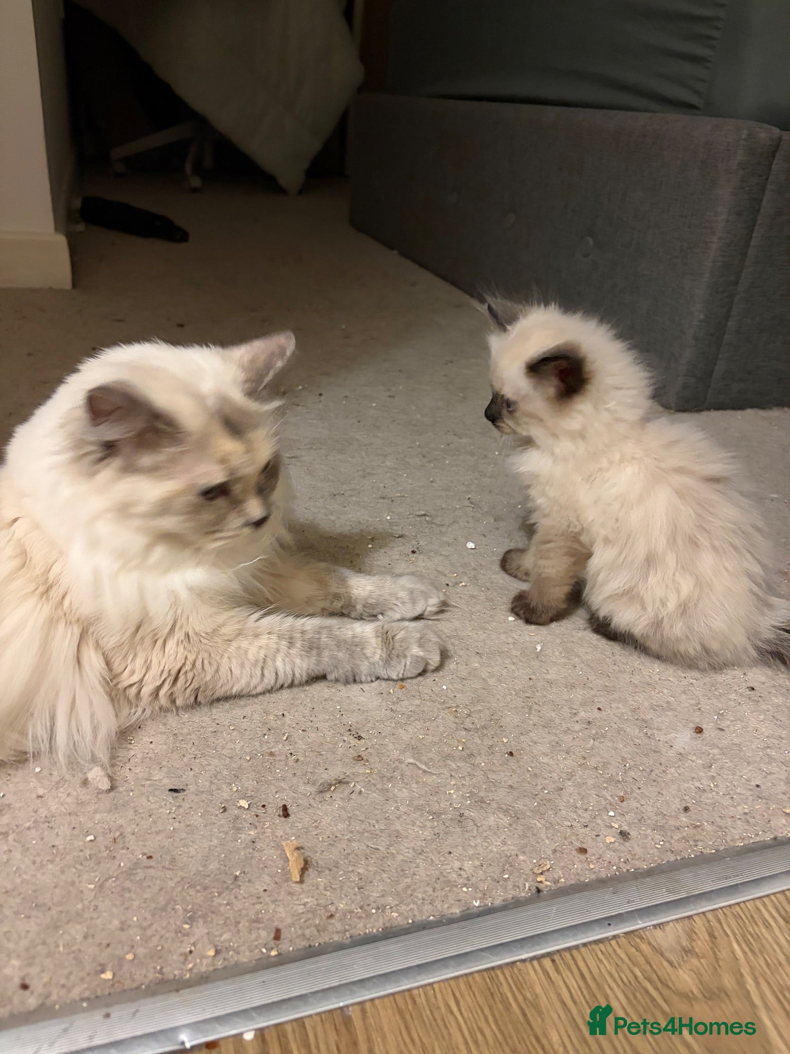 Ragdoll cats Two Adorable Kittens Ready for Loving Homes ❤️ - Advert 2