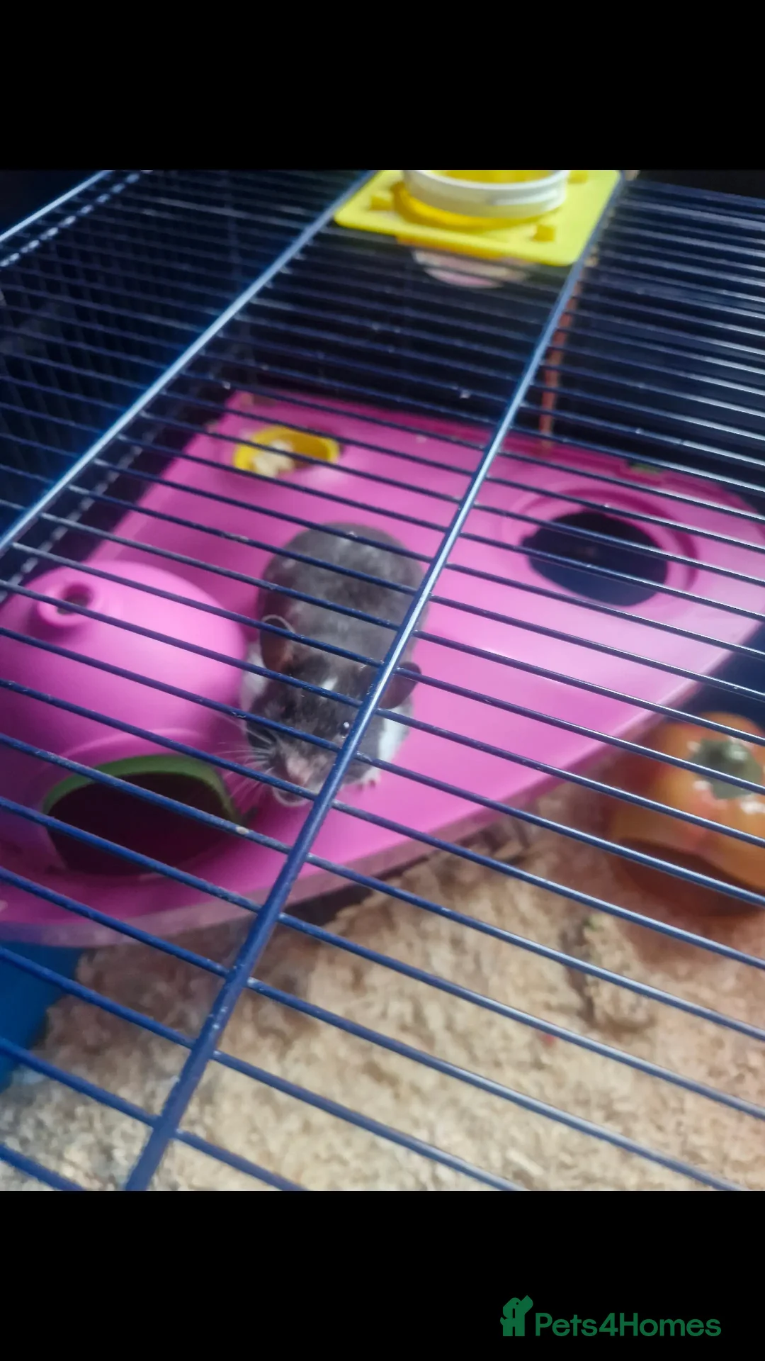 Hamster rodents for sale: Syrian Hamster and cage - Advert 7