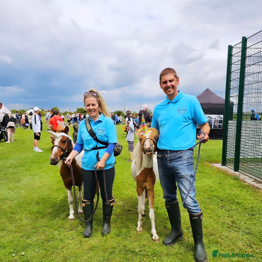 Miniature horses for sale: Pure bred American miniature horse gelding  - Image 2