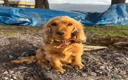 Cocker Spaniel dogs for sale: KC Reg show Type Cocker Spaniels VILLASPANIOL sire - Image 17
