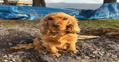 Cocker Spaniel dogs - Advert 13