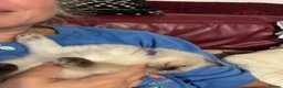Ragdoll cats for sale: Pure Ragdoll kittens - Advert 10