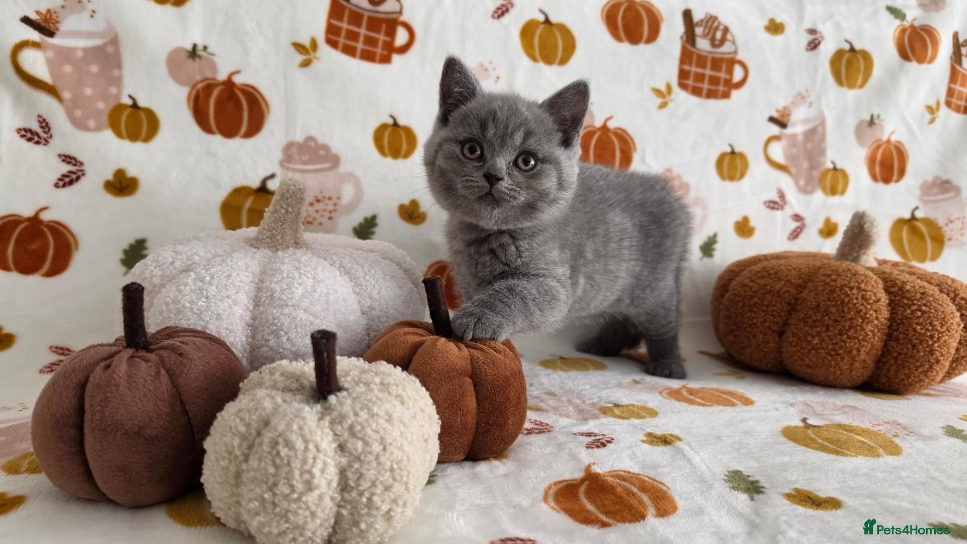 British Shorthair cats Beautiful blue/ lilac British shorthair kittens  - Advert 2