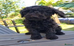 Cavapoo dogs for sale: F1b Standard Cavapoo, 3 remaining ready to leave in Watchet - Image 30