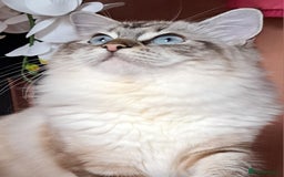 Ragdoll cats for sale: Exceptional bloodlines Ragdolls 💞💞 - Image 29