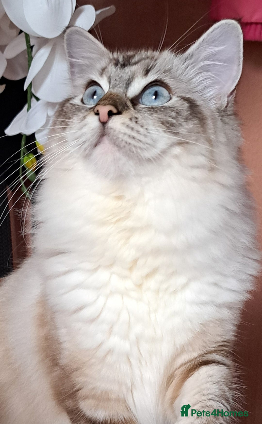 Ragdoll cats for sale: Exceptional bloodlines Ragdolls 💞💞 - Image 29