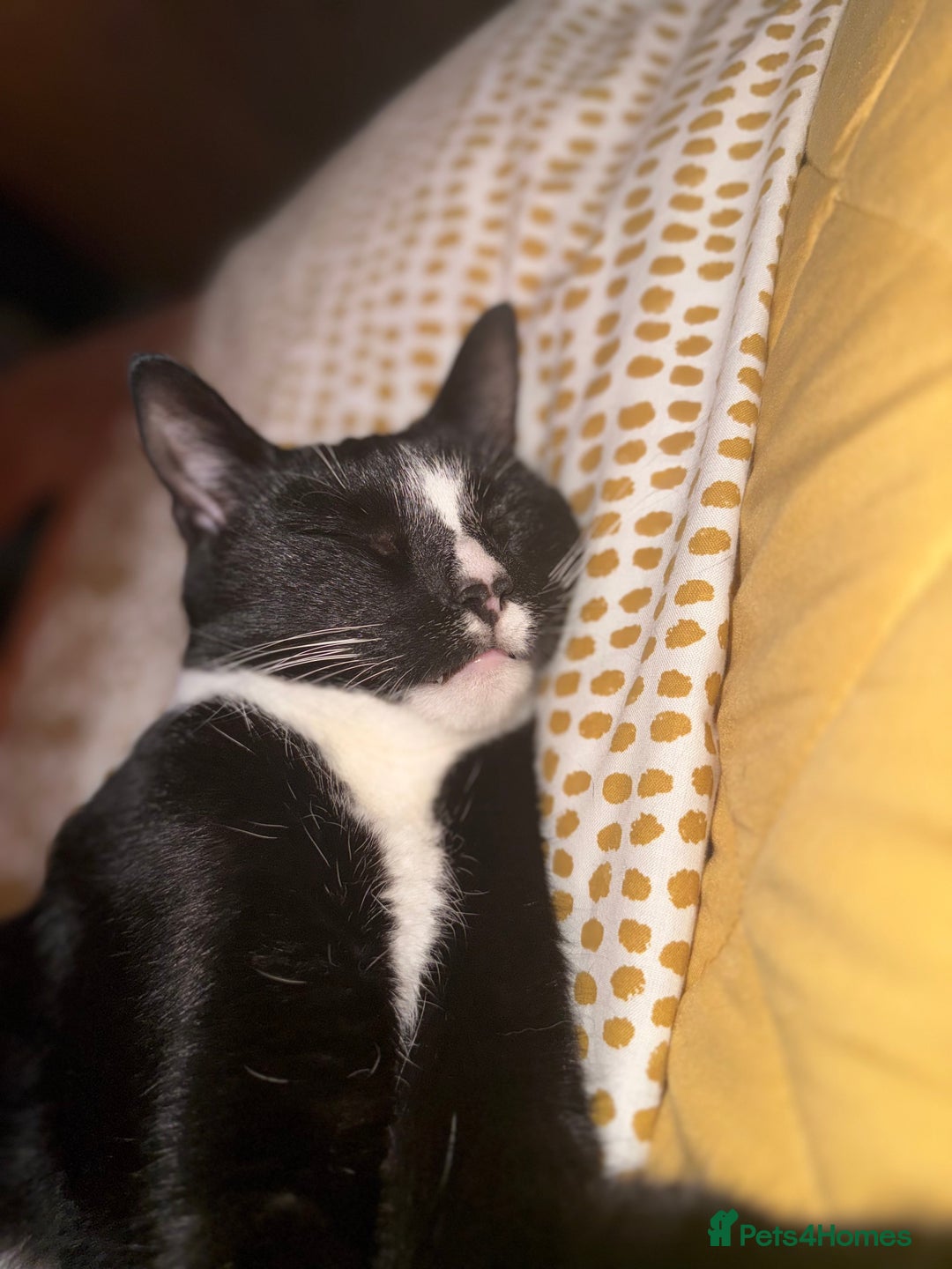 American Shorthair cats for sale: Suki the sweetheart - Image 5