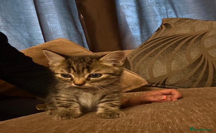 Domestic Shorthair cats - Advert 6
