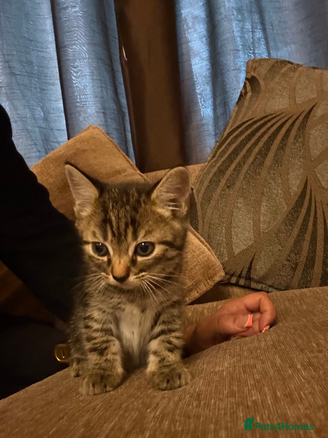Domestic Shorthair cats for sale: Kitten for sale  - Image 1