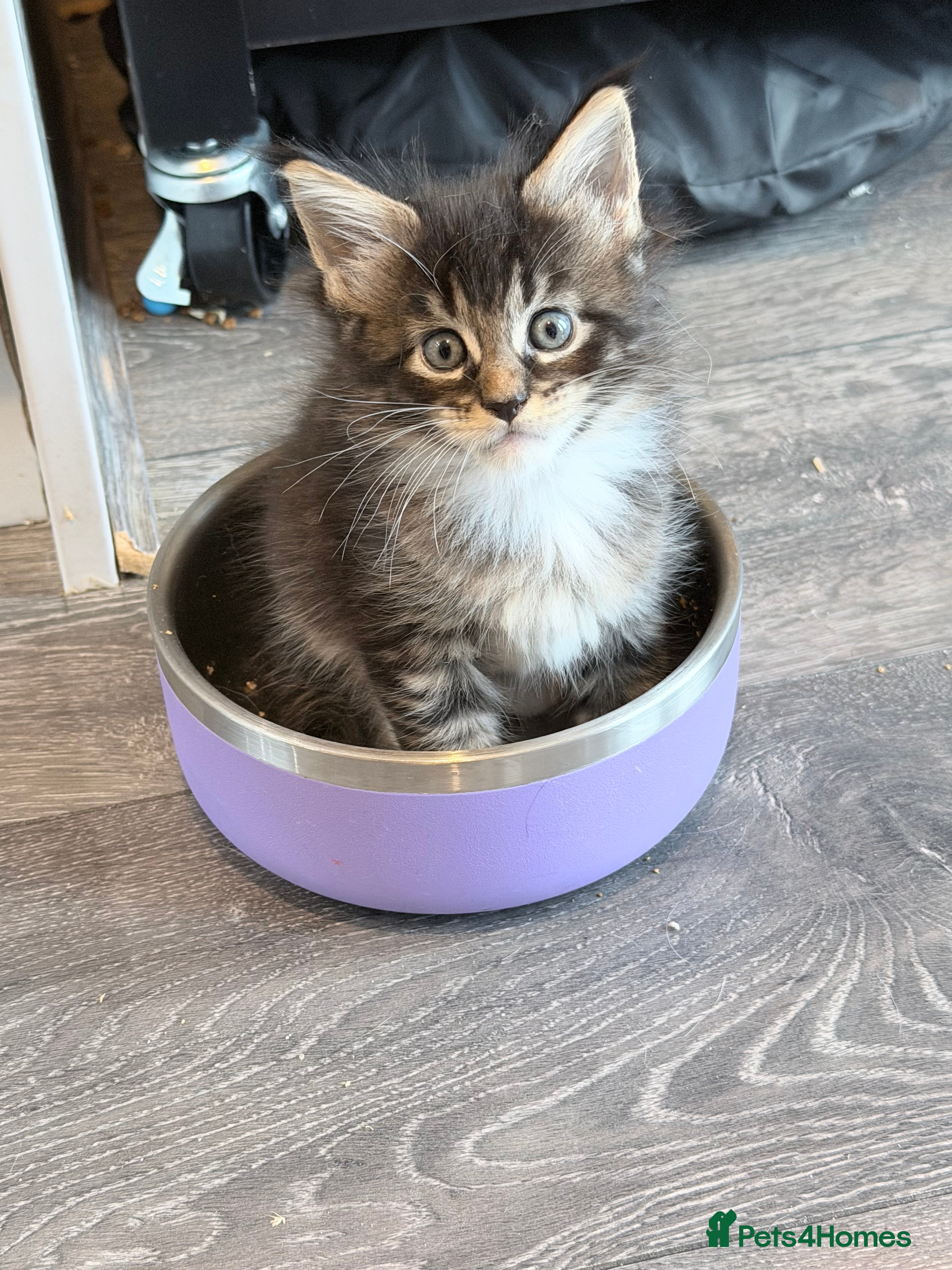 Maine Coon cats TICA reg adorable Maine Coon baby kittens  - Advert 5