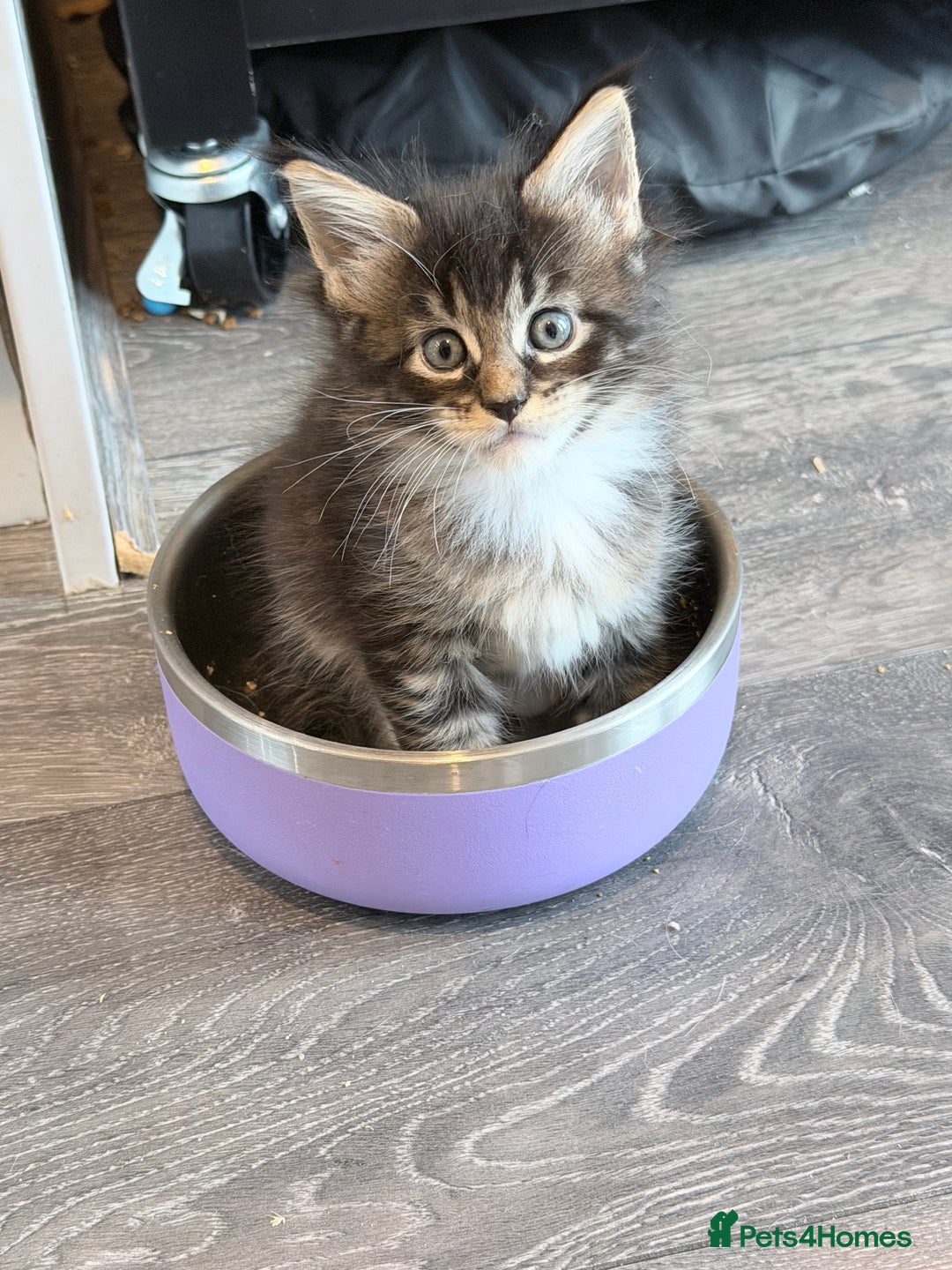 Maine Coon cats for sale: TICA reg adorable Maine Coon baby kittens  - Advert 3