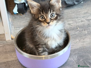 Maine Coon cats TICA reg adorable Maine Coon baby kittens - Advert 5