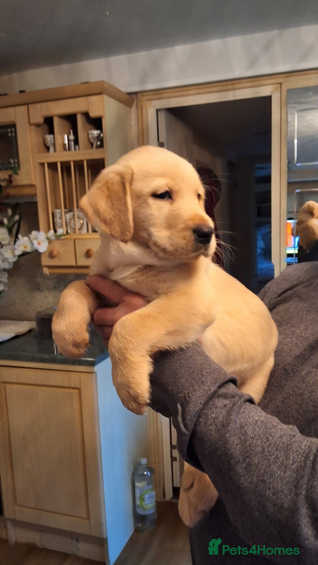 Goldador dogs for sale: Goldador puppies  - Advert 22