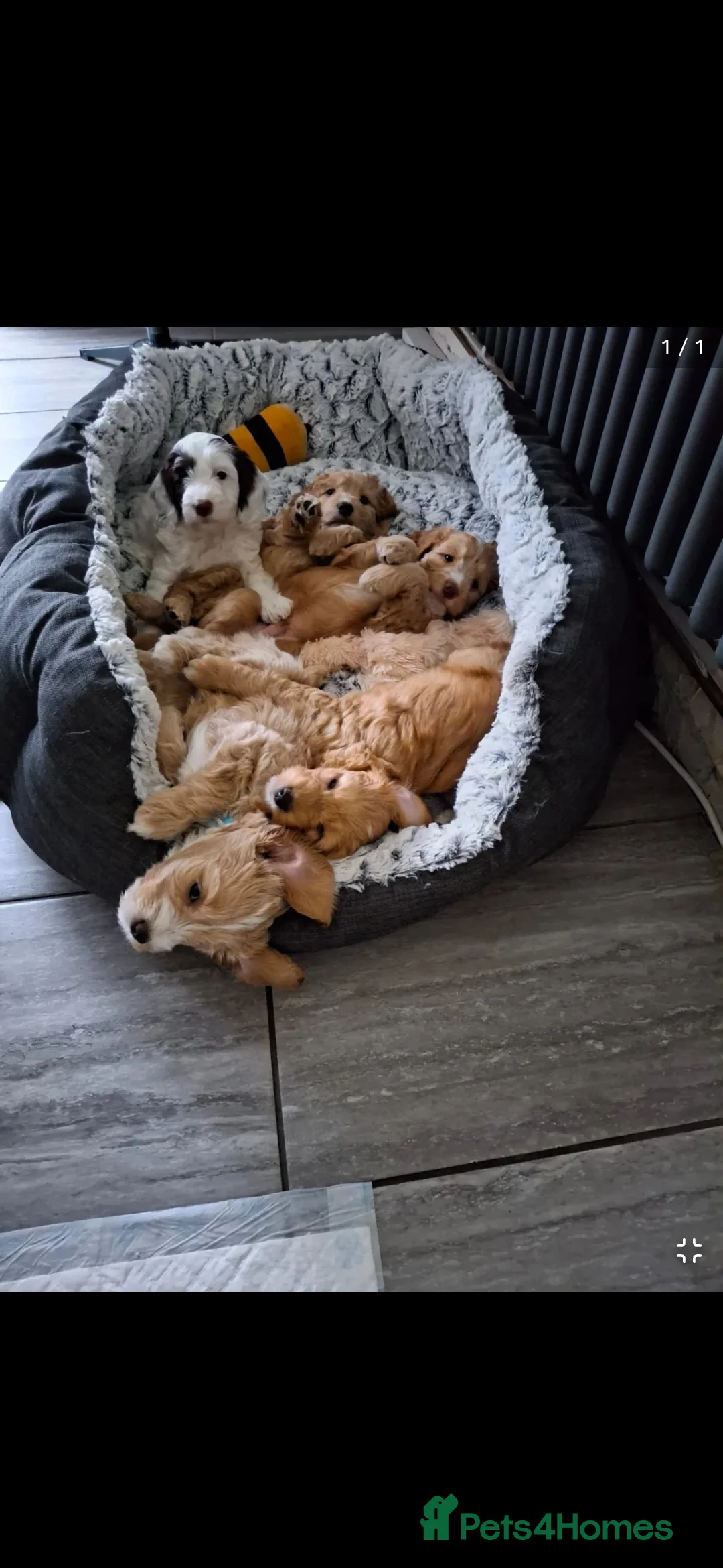 Cockapoo dogs for stud: Proven F1 cockerpoo for Stud in Sutton-in-Ashfield - Advert 27