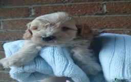 Cockapoo dogs for sale: READY NOW 5* F2B Apricot Merle Cockapoos - Image 8