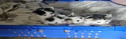 British Shorthair cats for sale: 🩷 Beautiful Kittens wanting their forever home🩷 - Advert 7