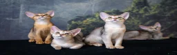 Abyssinian cats for sale: Pure Silver Abyssinian Champion Lines 🏆 Tica - Advert 12