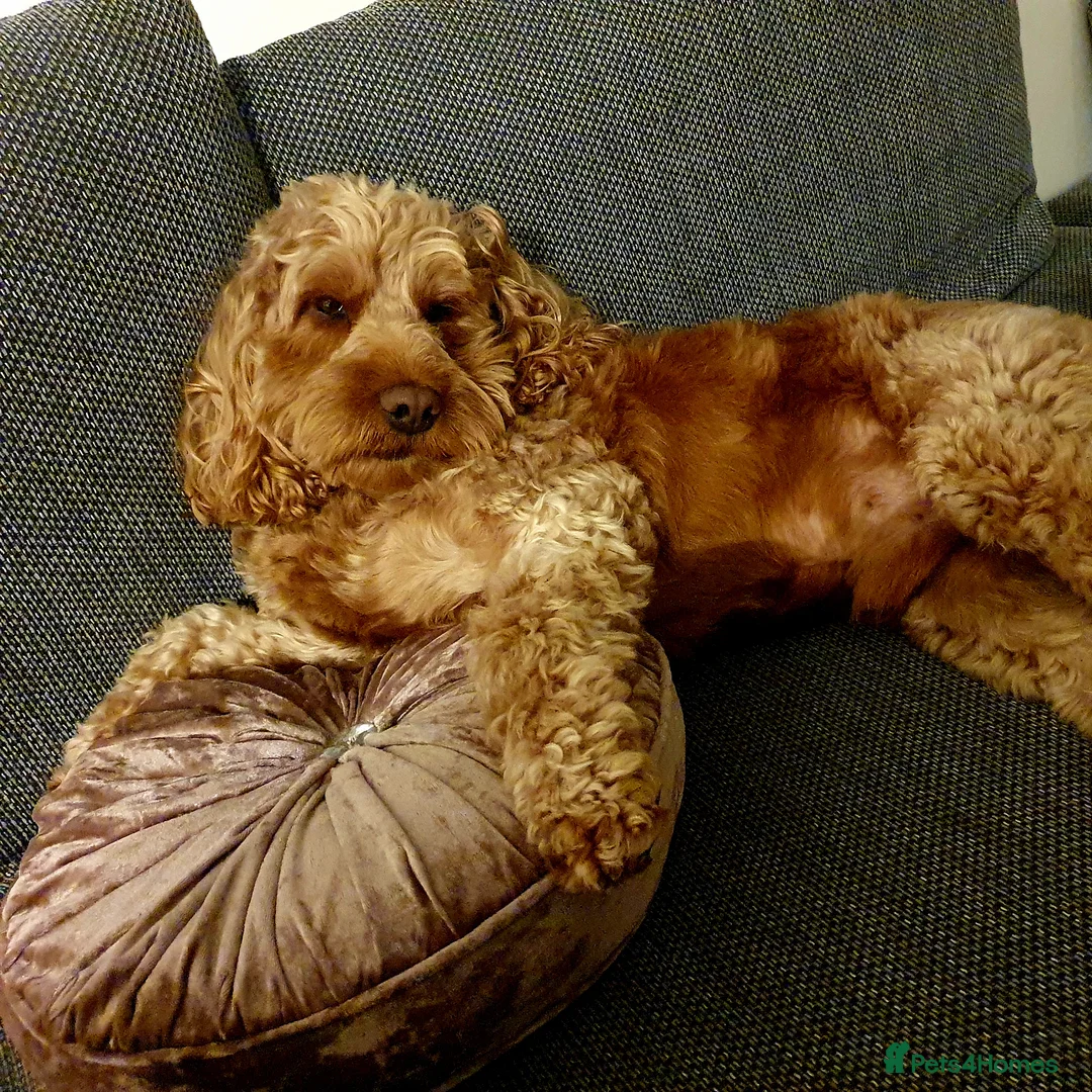 Cockapoo dogs for stud: Proven DNA tested red F1 Cockapoo Charlie for Stud in Milton Keynes - Advert 33