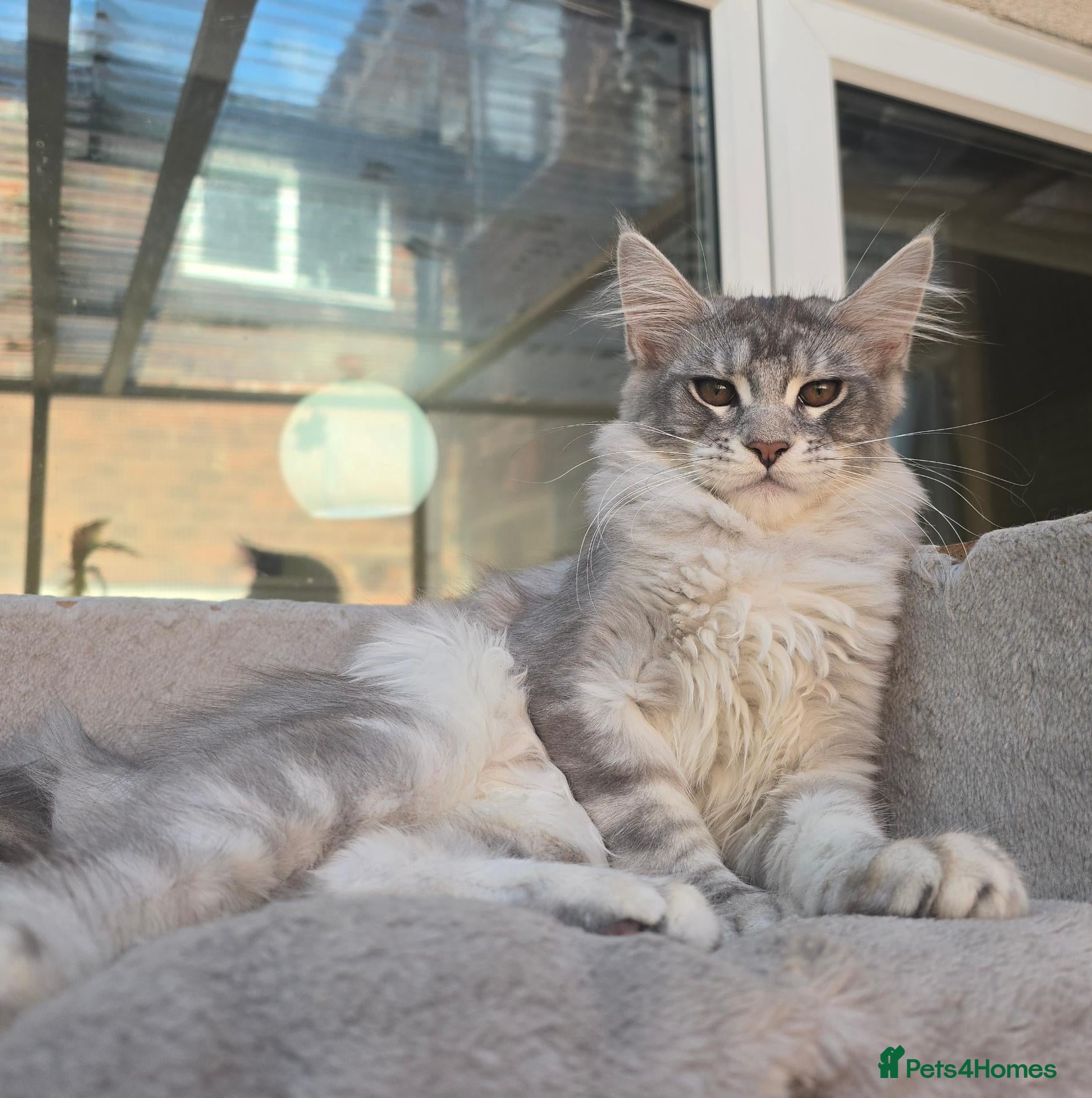 Maine Coon cats Blue High Silver Female Maine Coon Kitten STUNNING - Advert 1