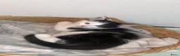 Mixed Breed cats for sale: 3 beautiful kittens - Advert 4