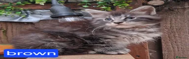 Maine Coon 4