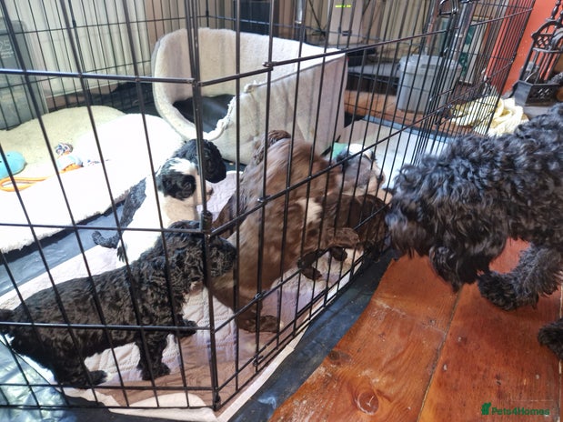 Mixed Breed dogs 4 Beautful Sproodle cross Cockapoo - Advert 4