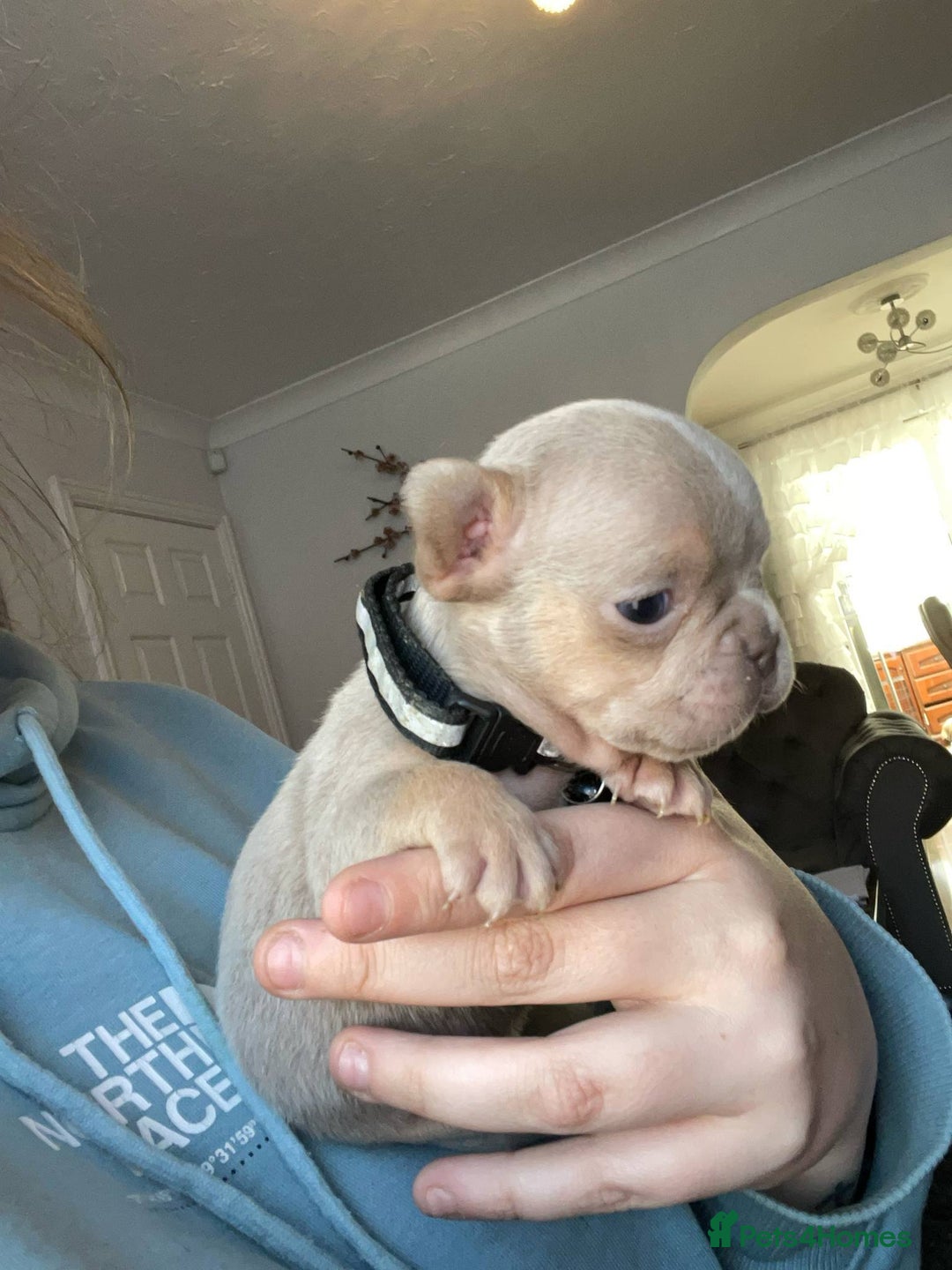 French Bulldog dogs for sale: LAST Girl KC  French Buldog in Crewe - Image 30