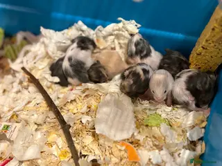 Hamster rodents Baby hamsters for sale - Advert 9