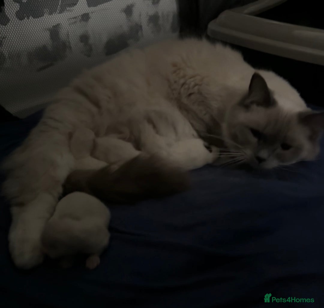 Ragdoll cats for sale: 2 Beautiful ragdoll kittens - Image 5