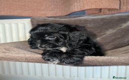 Cockapoo dogs for sale: F1 cockapoos  - Image 7