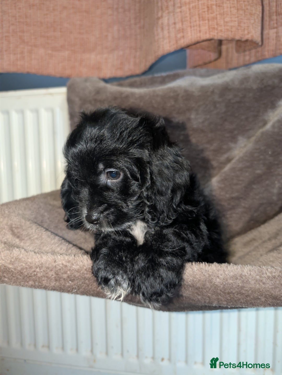 Cockapoo dogs for sale: F1 cockapoos  - Image 7