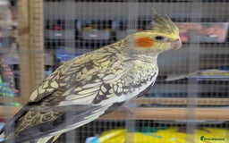 Budgerigars birds for sale: Budgies-Cockatiels-Conures- Love Birds- Bourkes- - Image 5