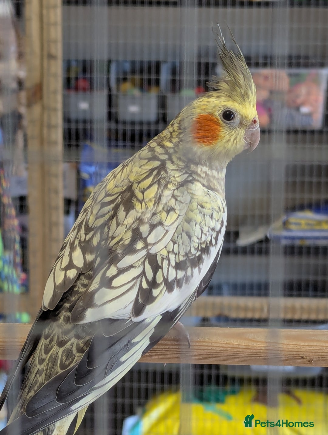 Budgerigars birds for sale: Budgies-Cockatiels-Conures- Love Birds- Bourkes- - Image 5