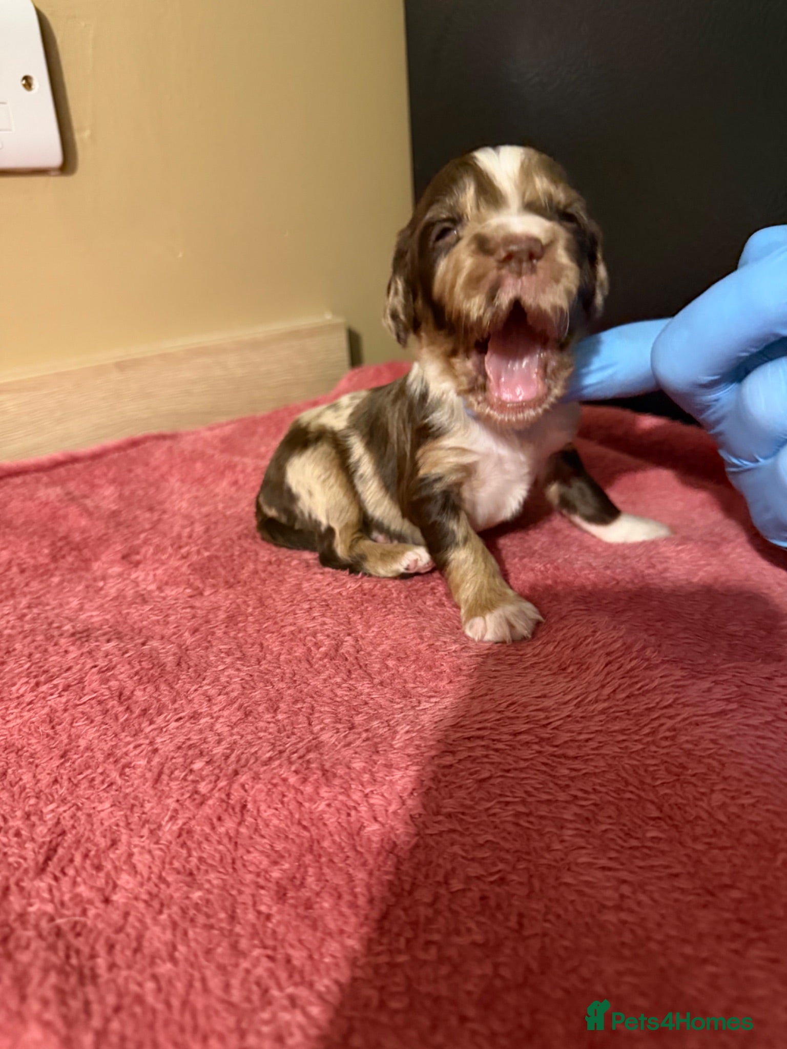 Cocker Spaniel dogs Beautiful Male Cocker Spaniel Puppies - Advert 1