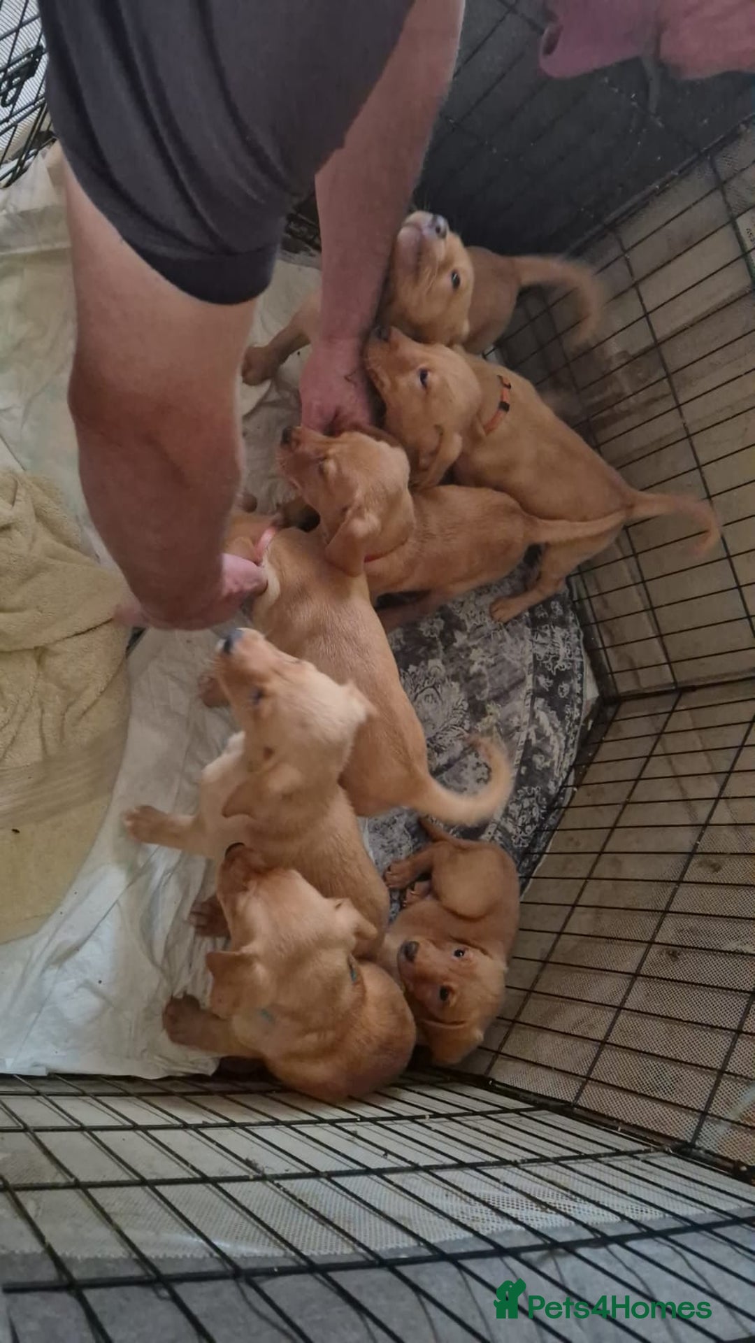 Labrador Retriever dogs for sale: Fox red lab pups - Image 7