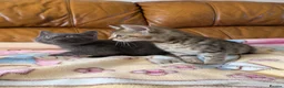 Bengal cats for sale: Adorable friendly Bengal kittens ready now!! - Advert 28