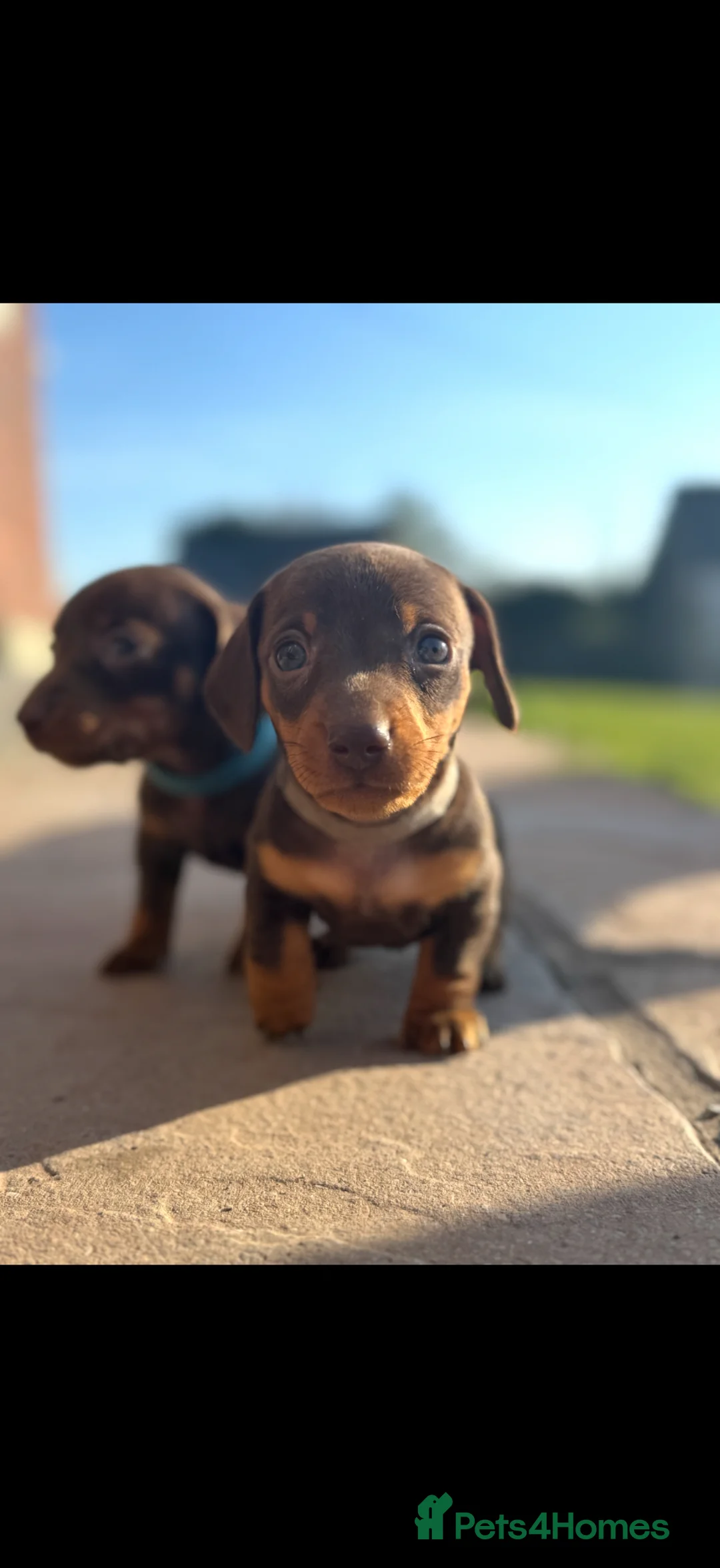 Miniature Dachshund dogs for stud: Proven Miniature Daschund - Advert 4