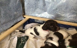 English Springer Spaniel dogs for sale: English Springer Spaniel Puppies KC Registered - Image 26