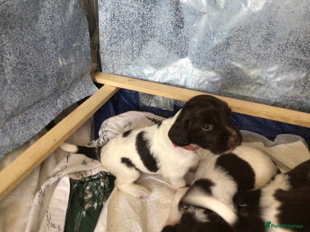 English Springer Spaniel dogs for sale: English Springer Spaniel Puppies KC Registered - Image 26