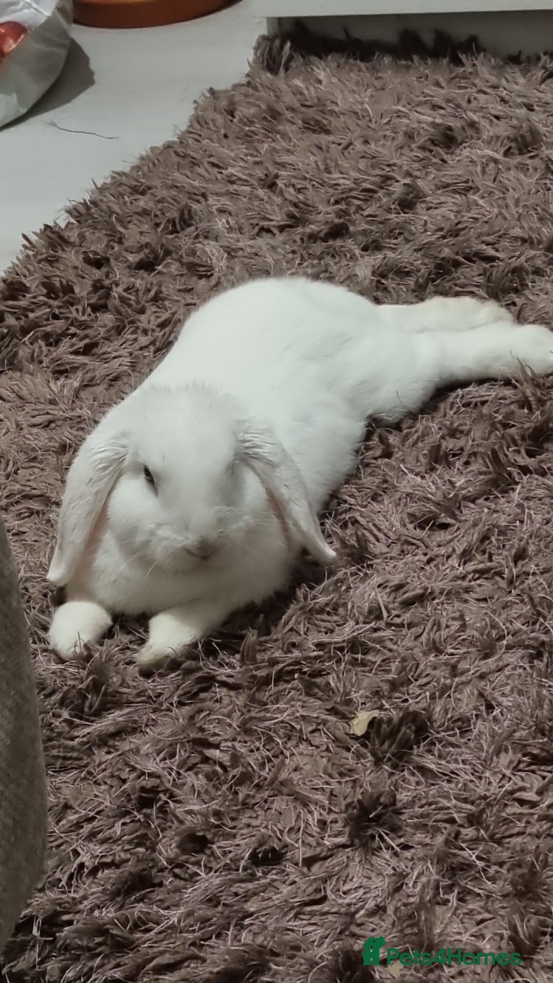 Dwarf Lop rabbits for sale: Pure Breed White Dwarf Lop with blue eyes - Advert 2