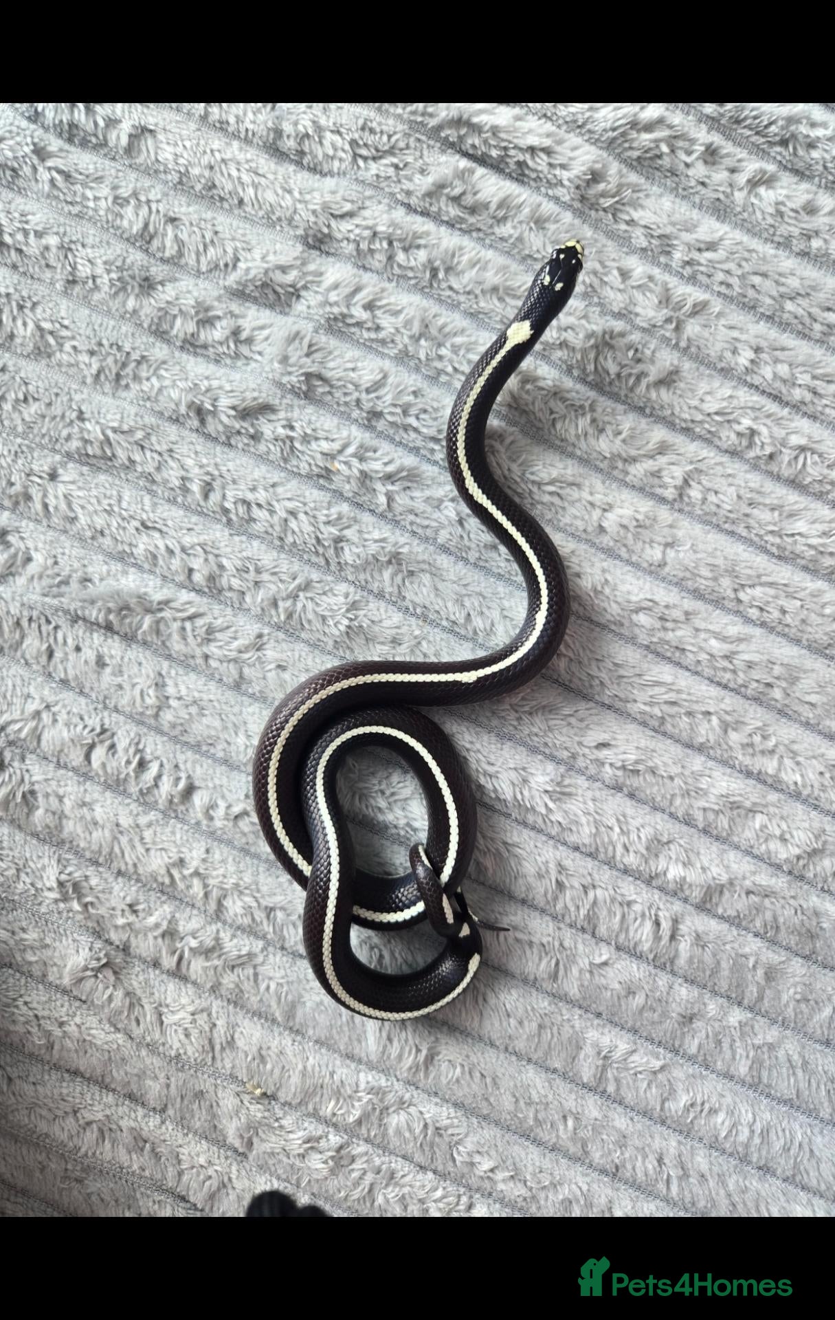 King Snake reptiles Abberant california kingsnake  - Advert 7