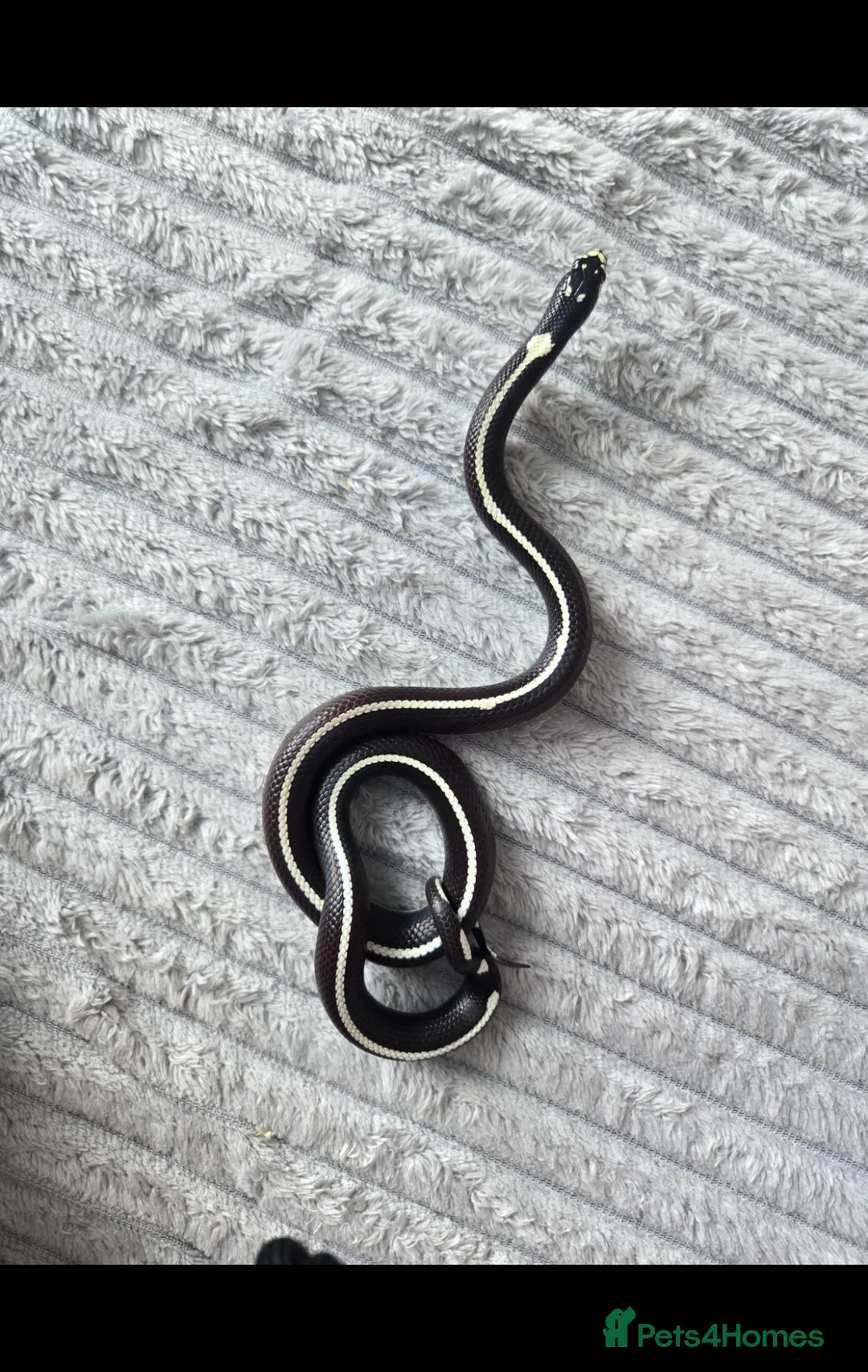 King Snake reptiles for sale: Abberant california kingsnake  in Stirling - Advert 1