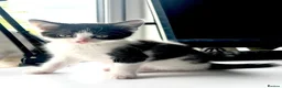 Mixed Breed cats for sale: Beautiful kitten ready for a new home - Advert 16
